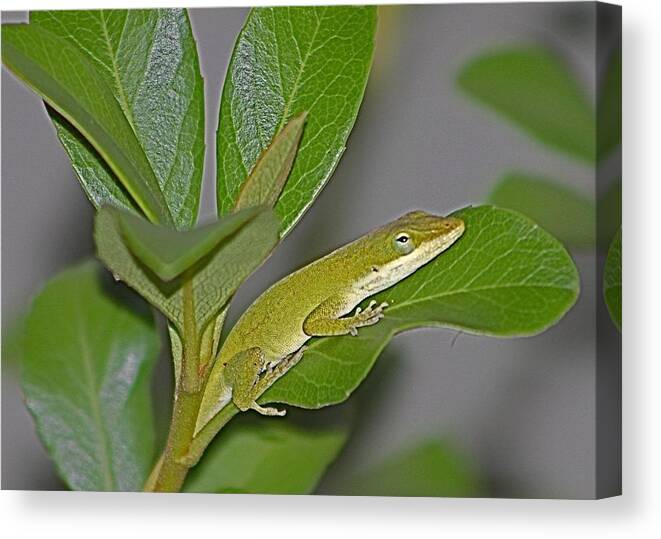 Anole Canvas Print featuring the photograph Little Anole at Sundown by Jeanne Juhos