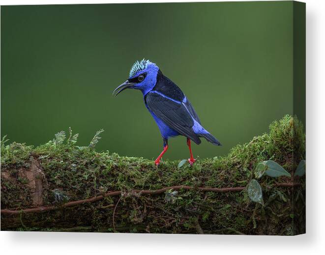 Wildlife Canvas Print featuring the photograph Little But Fierce by Greg Barsh