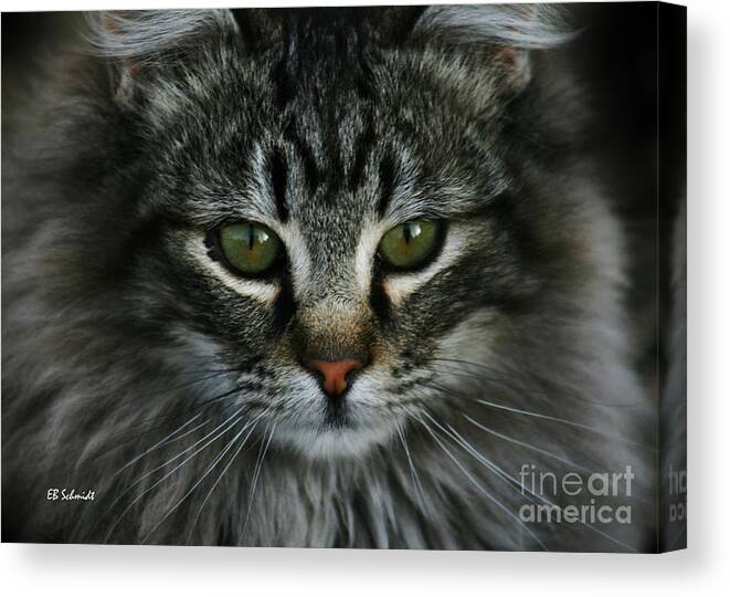 Little Lion Canvas Print featuring the photograph Little Lion by E B Schmidt