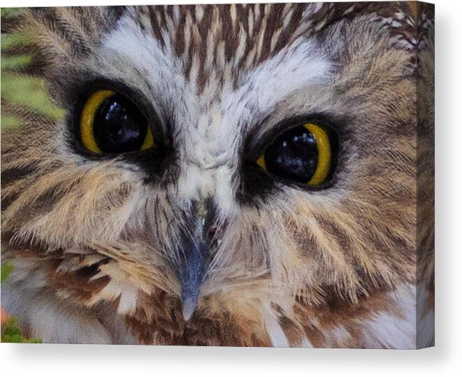 Owl Canvas Print featuring the photograph Little Owls by Everet Regal