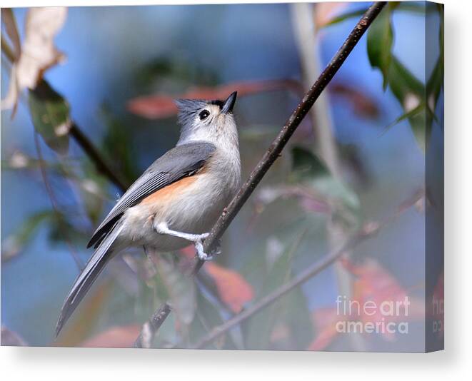 Birds Canvas Print featuring the photograph Little Tufted Titmouse by Kathy Baccari