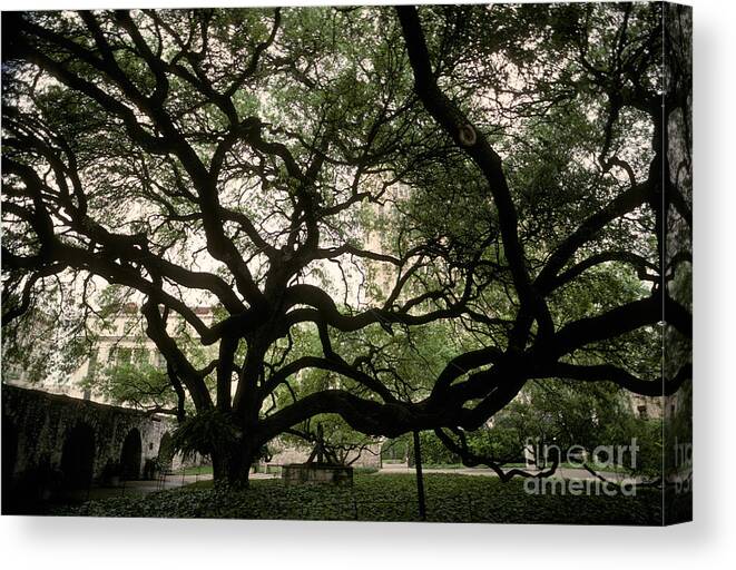 Plant Canvas Print featuring the photograph Live Oak At The Alamo, Texas by Ron Sanford