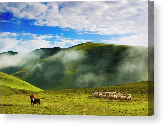 Scenics Canvas Print featuring the photograph Livestock In Grassland by Aldo Pavan