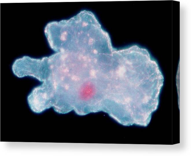 Amoeba Proteus Canvas Print featuring the photograph Lm Of Amoeba Proteus Walking by Astrid & Hanns-frieder Michler/science Photo Library