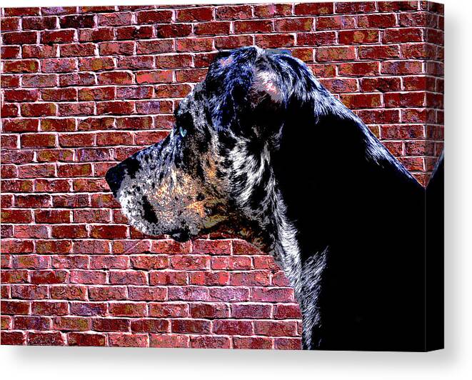 Catahoula Leopard Dog Canvas Print featuring the photograph Lola by Jerry Hart