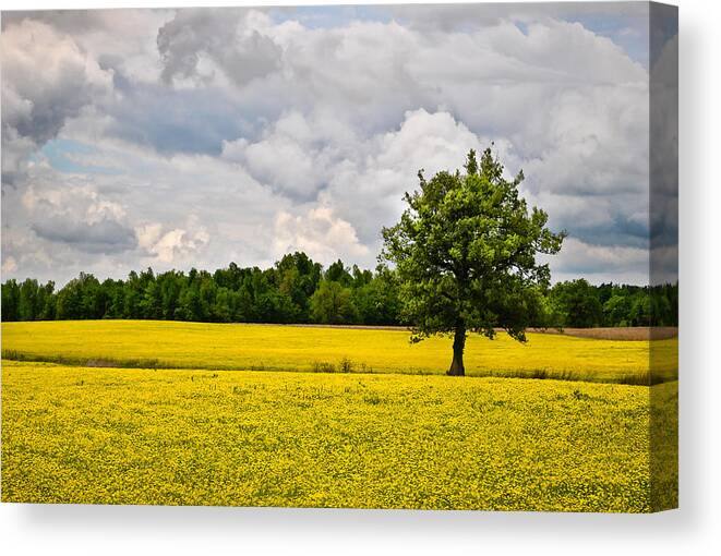 Lone Tree Canvas Print featuring the photograph Lone Tree in Field of Wildflowers by Greg Jackson
