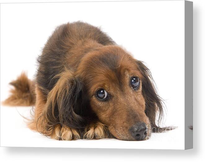 Dachshund Canvas Print featuring the photograph Long-haired Dachshund by Jean-Michel Labat