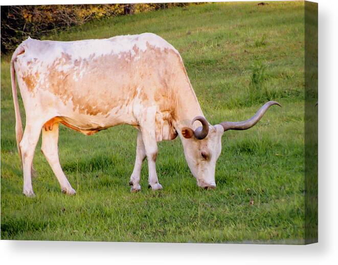 Cow Canvas Print featuring the photograph Longhorn cow by Zina Stromberg