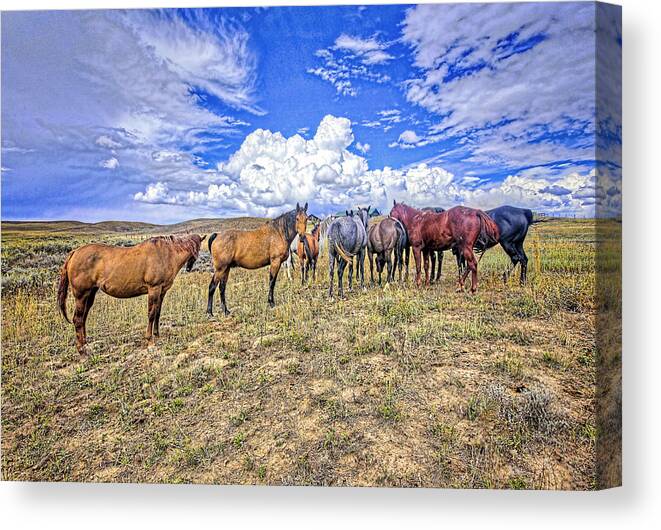 Fine Art Photography.hose Photography. Colorado Horse Photography. Colorado Fine Art Photography. Steamboat Photography. Cloud Photography. Sky. Blue Sky. Ranch. Farm. Pasture. Cowboy. Cows. Sheep. Farmyard. Horse Pasture. Rodeo. Bulls. Horse Shoe. Fence Post. Colorado Rodeo.  Clowns. Bareback Rodeo. Hdr Photography. Hdr Horse Photography. Canvas Print featuring the photograph Looking Back by James Steele