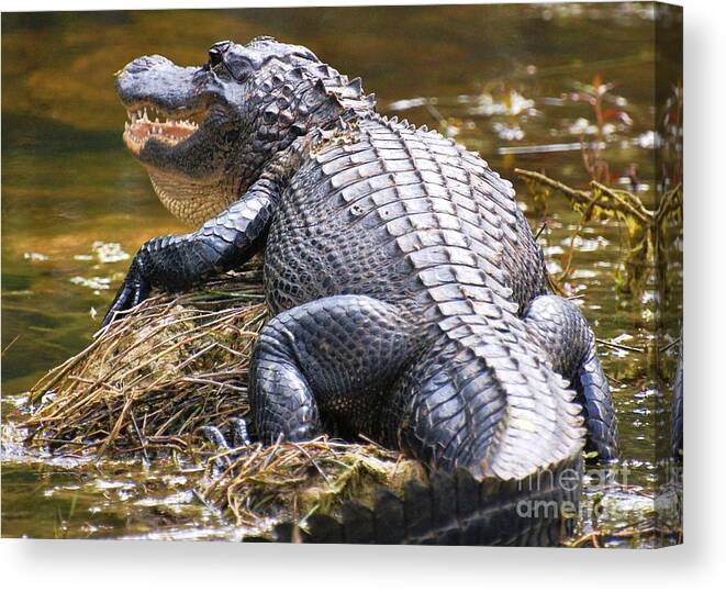 Wildlife Photographs Canvas Print featuring the photograph Looking for Lunch by Karen English