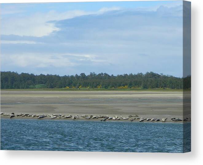 Seals Canvas Print featuring the photograph Low Tide by Gallery Of Hope 