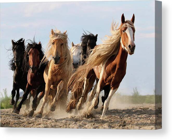 #faatoppicks Canvas Print featuring the photograph Lucky Six by Adam Wong