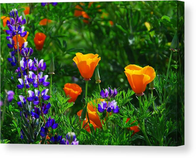 Poppy Canvas Print featuring the photograph Lupines and Poppies by Lynn Bauer
