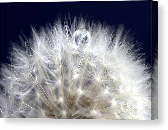 Blossom Canvas Print featuring the photograph Macro Dandelion by Mark Duffy