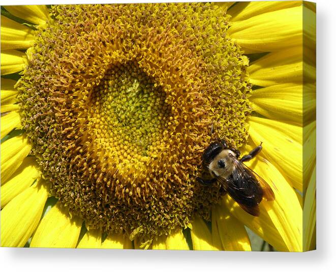 Bumble Bee Canvas Print featuring the photograph Made for Each Other by Kim Galluzzo