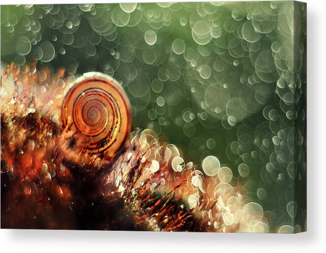 Snail Canvas Print featuring the photograph Magic forest #1 by Jaroslaw Blaminsky