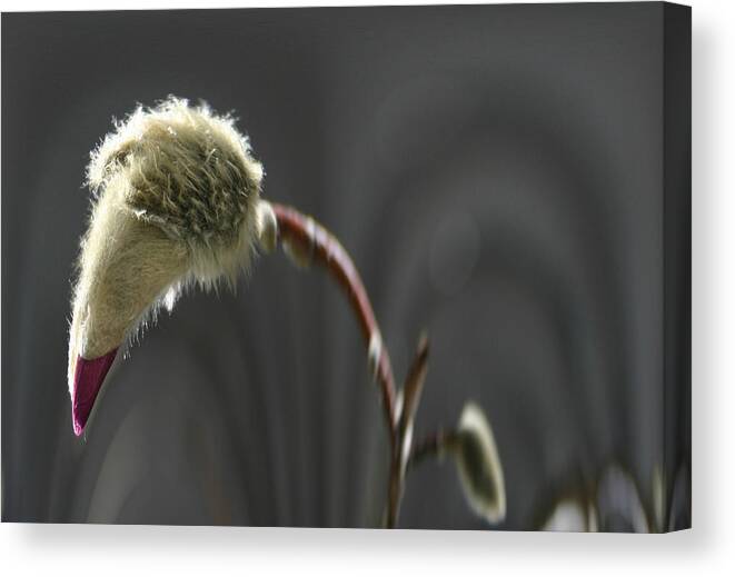 Flowers Canvas Print featuring the photograph Magnolia Blossom Series 703 by Jim Baker
