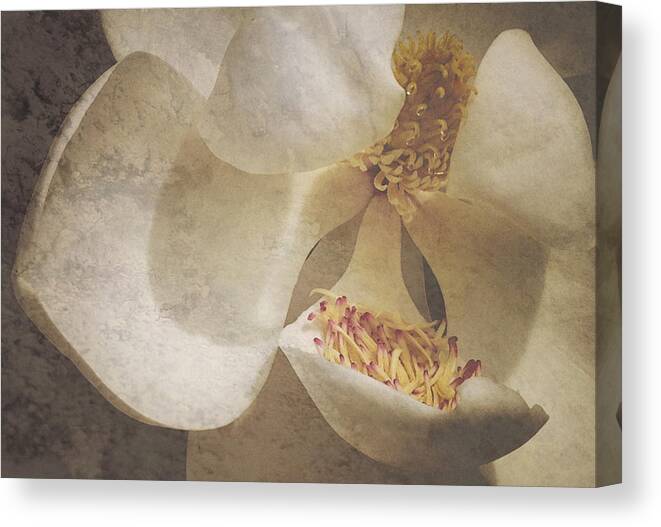 Magnolia Canvas Print featuring the photograph Magnolia Ya Sweet Thang by Phil Mancuso