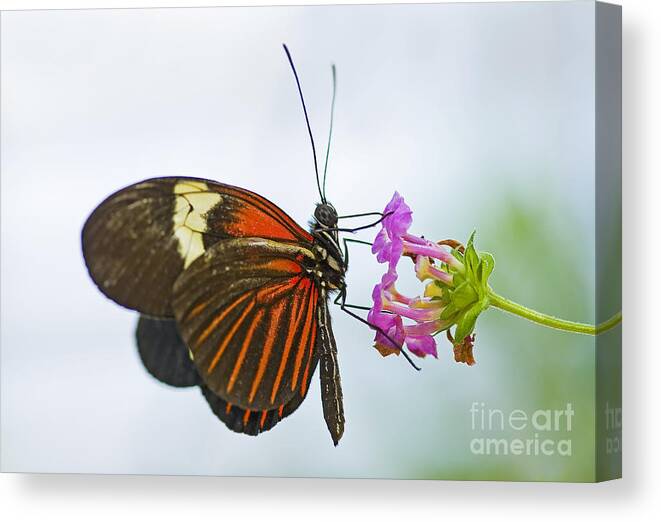 Butterfly Canvas Print featuring the photograph Malay Lacewing by Nick Boren