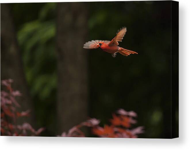 Bird Canvas Print featuring the photograph Male Cardinal in Flight by Doug McPherson