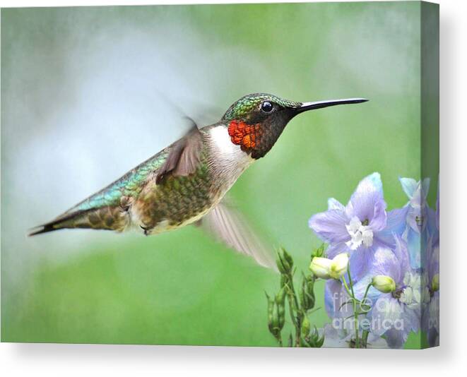Hummingbird Canvas Print featuring the photograph Male Hummingbird Hovering Over Lavender Lapspar Flowers by Kathy Baccari