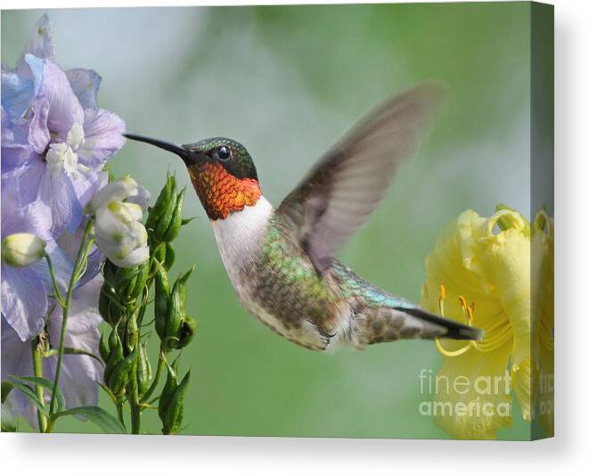 Hummingbird Canvas Print featuring the photograph Male Hummingbird by Kathy Baccari