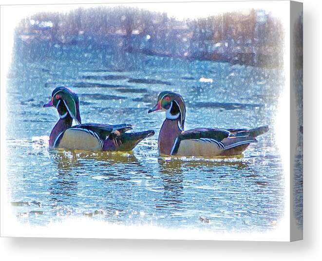 Waterfowl Canvas Print featuring the photograph Male Wood Ducks by Constantine Gregory