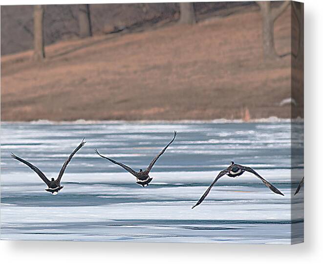 Bird Canvas Print featuring the photograph Mallards in Formation by Don Wolf