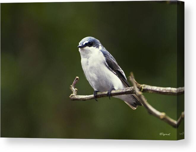 Swallow Canvas Print featuring the photograph Mangrove Swallow - Tachycineta albilinea by Christopher Byrd