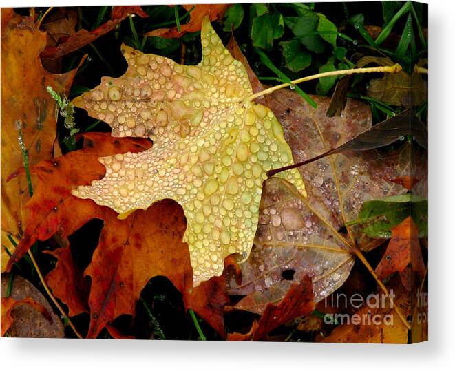 Leaves Canvas Print featuring the photograph Maple Dew by Deborah Johnson