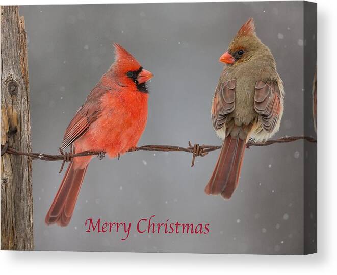 Merry Christmas Canvas Print featuring the photograph Merry Christmas Cardinals by Dale J Martin