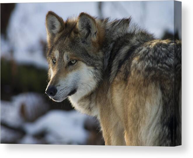 Carnivore Canvas Print featuring the photograph Mexican Gray Wolf by Larry Bohlin