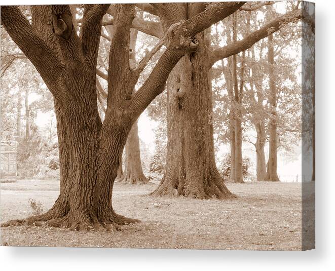 Majestic Oak Trees Canvas Print featuring the photograph Mighty Oaks by Jim Whalen