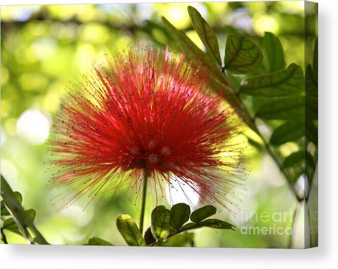 Mimosa Canvas Print featuring the photograph Mimosa Bloom by Elisa Yinh