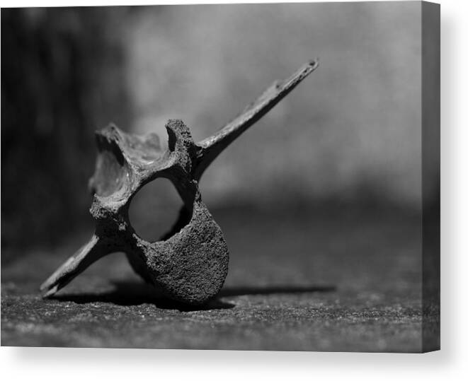 Miocene Fossil Canvas Print featuring the photograph Miocene Fossil Whale Vertebra by Rebecca Sherman