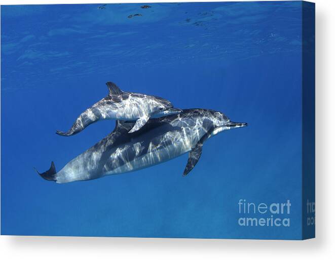 Dolphins Canvas Print featuring the photograph Mom and Calf Dolphins by David Olsen