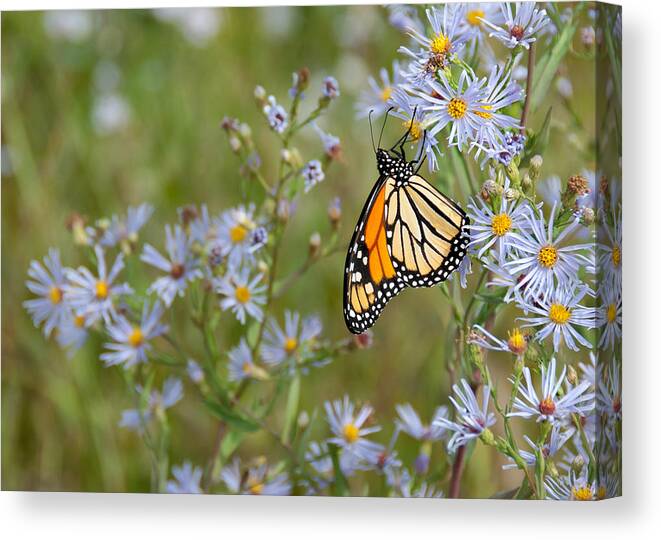 Beautiful Canvas Print featuring the photograph Monarch Butterfly by James Wheeler