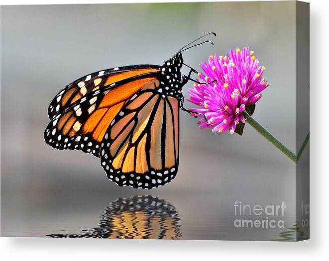Butterflies Canvas Print featuring the photograph Monarch On A Pink Flower by Kathy Baccari