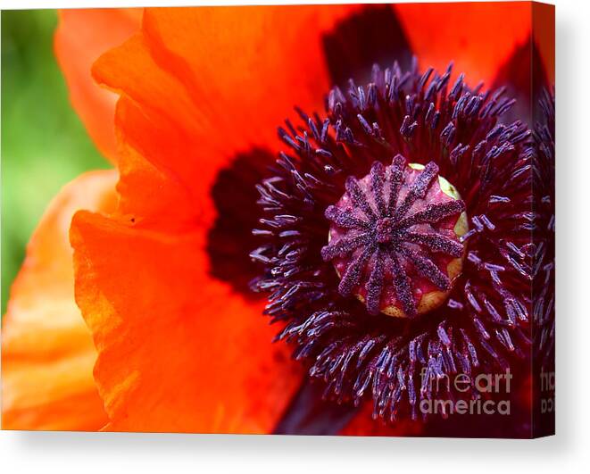 Poppy Canvas Print featuring the photograph Montana Poppy by Marty Fancy
