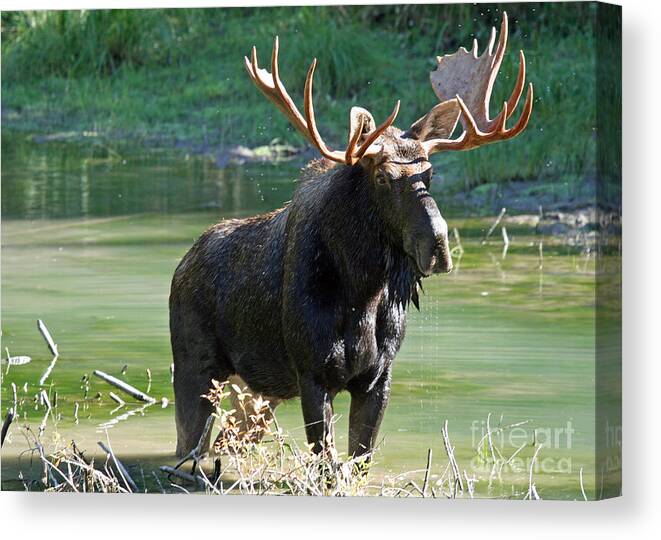 Montana Canvas Print featuring the photograph Moose Country by Bob Hislop