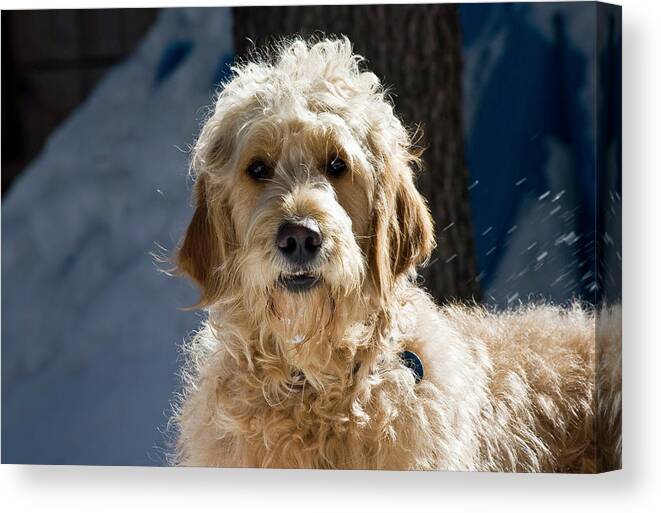 Adult Canvas Print featuring the photograph Morning Light On A Goldendoodle by Zandria Muench Beraldo