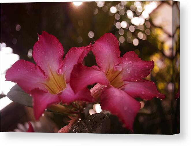 Winterpacht Canvas Print featuring the photograph Morning Sunshine and Rain by Miguel Winterpacht