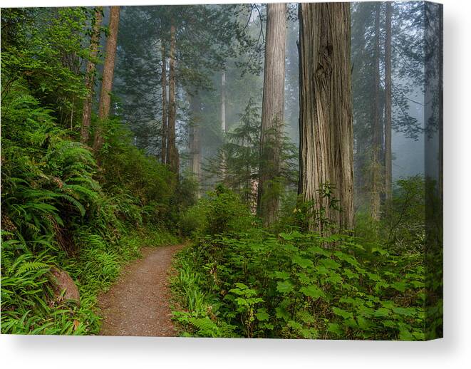 Redwoods Canvas Print featuring the photograph Morning walk through Redwoods by Greg Nyquist