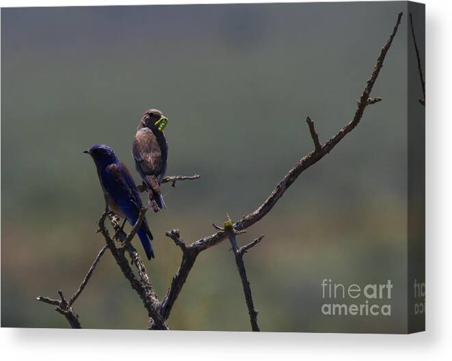 Mountain Bluebird Canvas Print featuring the photograph Mountain Bluebird Pair by Michael Dawson