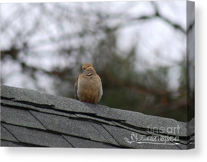 Mourning Dove Canvas Print featuring the photograph Mourning Dove 20120318_6a by Tina Hopkins