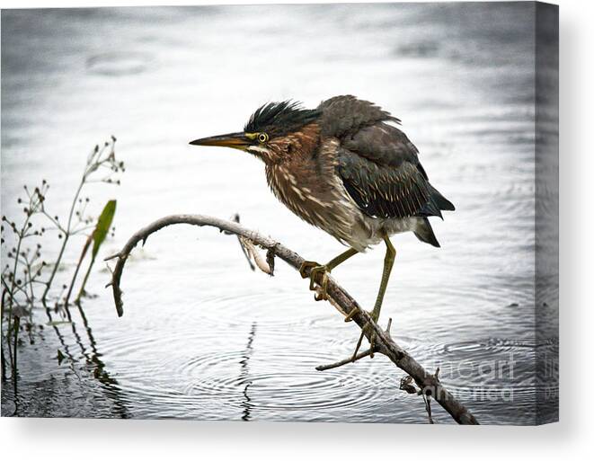 Green Heron Canvas Print featuring the photograph Mr. Green Heron by Cheryl Baxter
