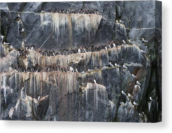 Animal Canvas Print featuring the photograph Murres And Kittiwakes by John Shaw