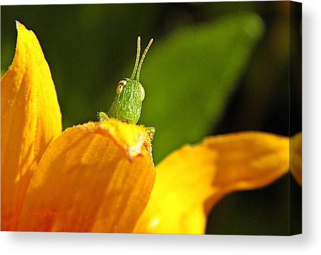 Nature Canvas Print featuring the photograph My Full Attention by Chris Berry