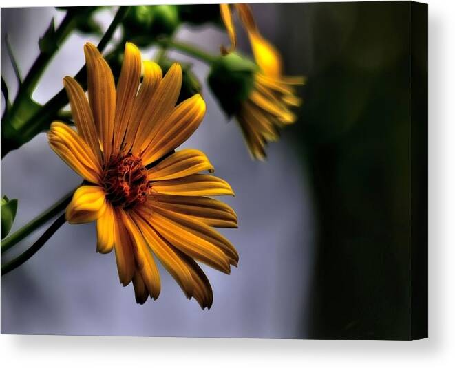 Flower Canvas Print featuring the digital art My only sunshine by Jeff S PhotoArt