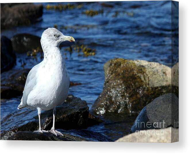 Fall Canvas Print featuring the photograph Mystic Seagull by Sabrina L Ryan